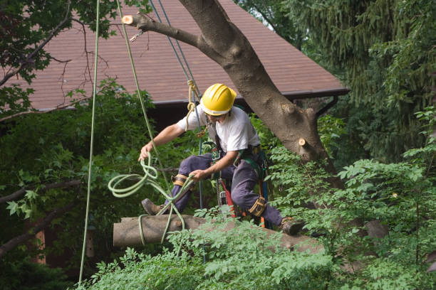 Trusted Rancho Palos Verdes, CA Tree Care Experts